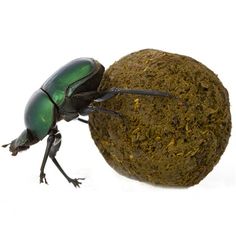 a green beetle is standing on top of a round ball with its legs spread out