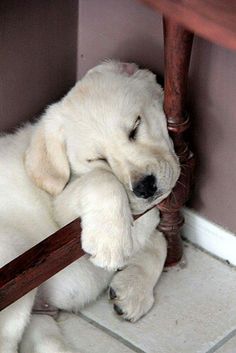 a white puppy sleeping under a wooden table