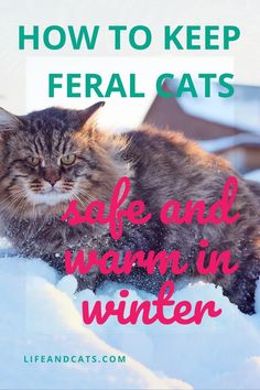 a cat laying in the snow with text overlay saying how to keep fecal cats safe and warm in winter