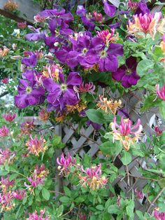 purple and yellow flowers growing on the side of a fence