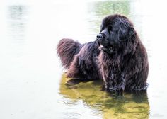 a large black dog standing in the water