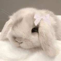 a white rabbit with a pink bow on its head