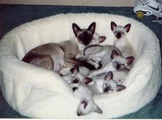 four siamese kittens are laying in a dog bed