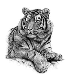 a pencil drawing of a tiger laying on the ground with its paw resting on it's chest