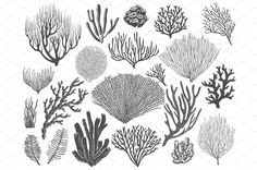 various sea plants and corals are drawn in black ink on a white paper background