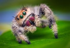 a blurry image of a spider on a green leaf with its eyes wide open