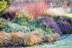 an assortment of plants and shrubs in a garden area with green grass, blue sky and trees