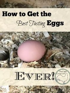 an egg laying on top of wood shavings with text overlay how to get the best tasting eggs ever?