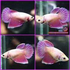 four different pictures of a pink fish in an aquarium