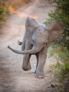 an elephant walking down a dirt road with its trunk in the air and it's eyes closed