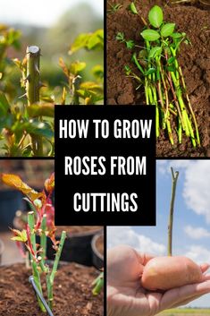 several pictures of plants growing from the ground and in dirt with text overlay that reads how to grow roses from cuttings