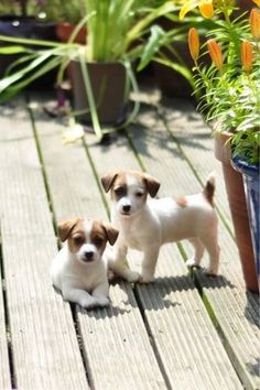 two puppies sitting on a wooden deck next to a potted plant