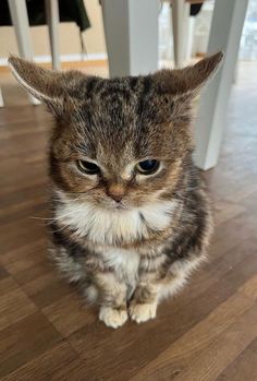 a cat sitting on top of a wooden floor next to a white table and chairs