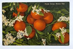 an old postcard with oranges and white flowers