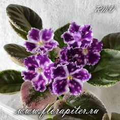 purple flowers are in a white vase with green leaves on the side and an inscription below