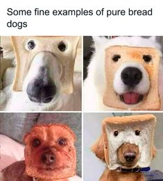 four different pictures of dogs with bread on them's faces and the caption says, some fine examples of pure bread for dogs