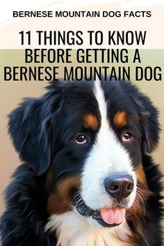 the bernese mountain dog is looking at the camera