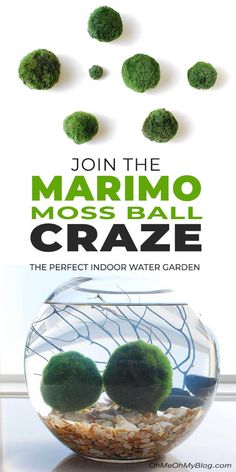 moss balls in a bowl with text join the marmo moss ball craze