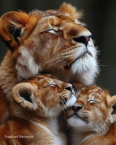 two baby lions cuddle with their mother