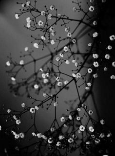 black and white photograph of small flowers in the dark night sky with light shining on them