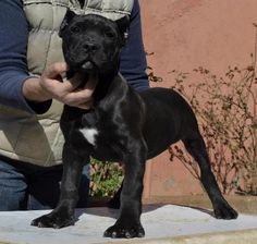 a small black dog standing on top of a cement slab next to a woman's hand