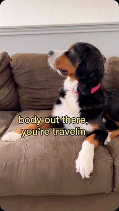 a dog sitting on top of a couch with the caption body out there, you're travelin