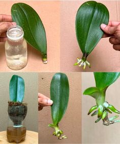 four pictures showing the process of growing flowers from seed to budding in a jar