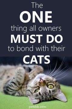 a cat laying on its back with the caption, the one thing all owners must do to bond with their cats