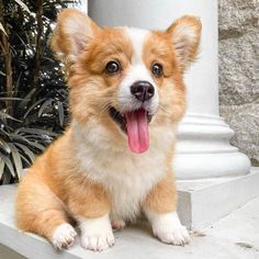 a small brown and white dog sitting on top of a cement step next to a plant