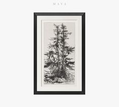 a black and white photo of a pine tree with the words may in front of it