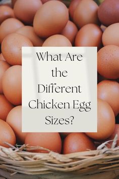 what are the different chicken egg sizes?