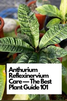 Dive into the world of nurturing Anthurium Reflexinervium with our expert insights. From lighting preferences to humidity tricks, we've got you covered. Elevate your indoor jungle game with these essential care tips. Ready to become an Anthurium Reflexinervium pro? Dive in and discover the secrets to its vibrant growth! IG Photo by: aroidshop.id Plant Guide, Indoor Jungle, Cool Plants, Plant Care, Peru, Good Things, Plants