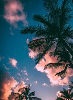 palm trees are silhouetted against the blue and pink sky with clouds in the background