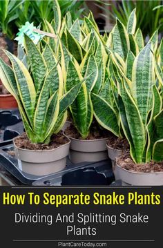 snake plants in pots with text overlay how to separate snake plants dividing and splitting snake plants