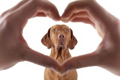 a dog making a heart shape with his hands