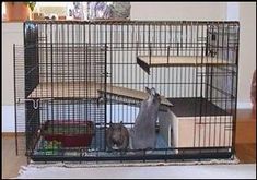 two cats are in a cage on the floor