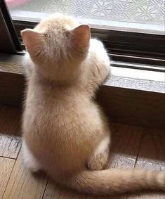 a white cat sitting on the floor looking outside