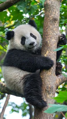 a panda bear sitting on top of a tree branch