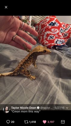 someone is holding a tiny toy lizard on their bed with the caption taylor nicole dean