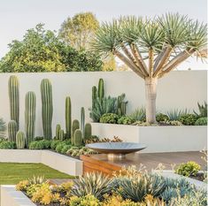 an outdoor garden with cactuses and succulents