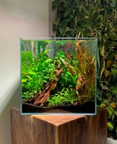 an aquarium filled with plants and rocks on top of a wooden stand in front of a wall