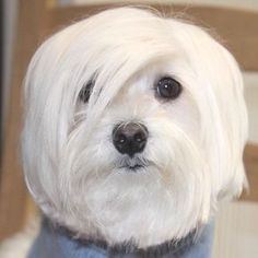 a small white dog wearing a blue sweater