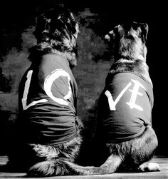 two dogs wearing shirts with the word love written on them sitting next to each other