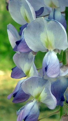 purple and white flowers with green leaves in the background