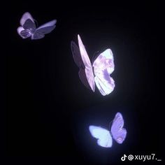 three butterflies are flying in the dark