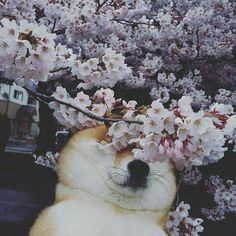 a dog with its head on the branch of a cherry blossom tree, looking at the camera