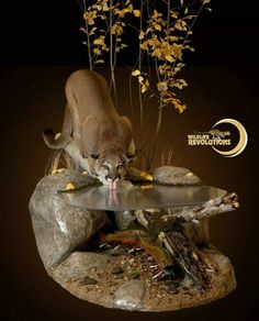 a mountain lion drinking water from a fountain