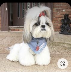 a small white dog with a bandana on sitting in front of a brick building