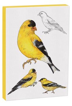 three birds are sitting on top of each other, one is yellow and the other is black