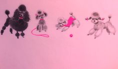 three poodles and a ball on a pink background